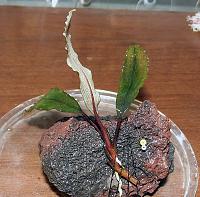     
: Bucephalandra sp. Silver Powder, West Kalimantan 2.JPG
: 1131
:	217.4 
ID:	253976