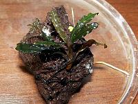     
: Bucephalandra sh Velvet Leaf-4 2.JPG
: 909
:	180.0 
ID:	253980