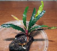     
: Bucephalandra sh Velvet Leaf-4 2.JPG
: 1019
:	199.4 
ID:	256105