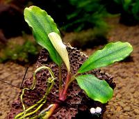     
: Bucephalandra sp. Brownie Purple.JPG
: 966
:	177.1 
ID:	256108