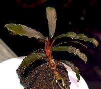     
: Bucephalandra sp. Brownie Red, Ulu Kapuas 2.JPG
: 1126
:	129.0 
ID:	271092