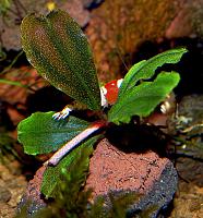     
: Bucephalandra sp. Central Cali, North Kudagan.JPG
: 918
:	206.3 
ID:	272031