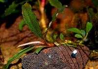     
: Bucephalandra sp. Copper Leaf  Melawi, West Kalimantan.JPG
: 1189
:	133.4 
ID:	272034