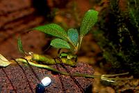     
: Bucephalandra sp. Copper Leaf  Melawi, West Kalimantan 2.JPG
: 1163
:	122.9 
ID:	272035