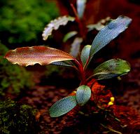     
: Bucephalandra sp. Narcissus 2 3.JPG
: 1121
:	156.3 
ID:	273695