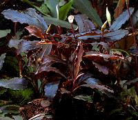     
: Bucephalandra sp. Brownie Ghost.jpg
: 873
:	116.0 
ID:	300611