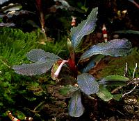     
: Bucephalandra sp. Central Cali, North Kudagan.jpg
: 632
:	108.3 
ID:	300613