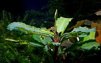     
: Bucephalandra sp. Shine Green, Sokan 4.jpg
: 1097
:	57.1 
ID:	300628