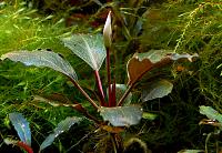     
: Bucephalandra sp. Dark Silver Grey.jpg
: 1434
:	90.1 
ID:	331077