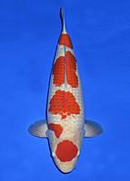     
: 13TMkohaku64cm16100506.JPG
: 310
:	57.7 
ID:	562565