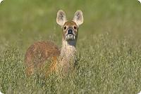     
: chinese_water_deer_001.jpg
: 261
:	52.7 
ID:	249127