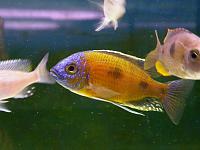     
: Copadichromis borleyi 'Mbenji'3.jpg
: 818
:	206.2 
ID:	192046