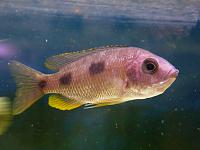     
: Copadichromis borleyi 'Mbenji' .jpg
: 691
:	194.3 
ID:	192047