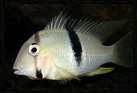     
: Acarichthys_geayi.jpg
: 415
:	37.5 
ID:	290430