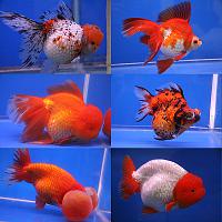     
: 600px-Goldfish_breeds.jpg
: 498
:	92.5 
ID:	279252