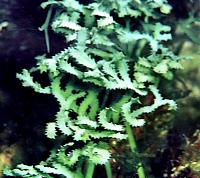     
: 14caulerpa_serrulata.jpg
: 3287
:	71.9 
ID:	227040