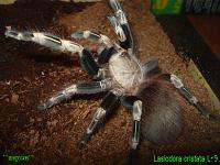     
: L. cristata L-9.jpg
: 475
:	338.3 
ID:	78537