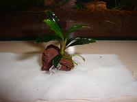     
: Bucephalandra sp. Tebakang.jpg
: 796
:	39.8 
ID:	329699