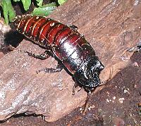     
: 668px-Madagascan.hissing.cockroach.750pix.jpg
: 1004
:	123.3 
ID:	338298