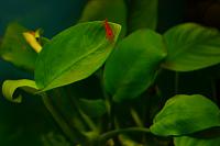     
: anubias_big.jpg
: 1144
:	176.3 
ID:	279221