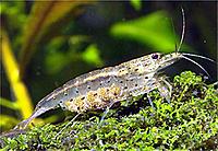     
: Caridina_multidentata.jpg
: 864
:	145.8 
ID:	450501