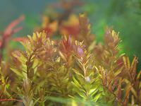     
: Rotala ratundifolia003 ll Evening.jpg
: 316
:	207.4 
ID:	56784