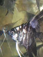     
: Pterophyllum scalare MARBLE.jpg
: 386
:	100.9 
ID:	8274