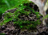     
: Amblystegiaceae sp.Manaus - Queen moss..jpg
: 1086
:	314.6 
ID:	98661