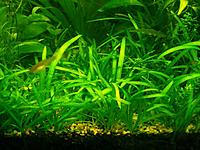     
: Sagittaria_subulata1.jpg
: 311
:	117.9 
ID:	494232