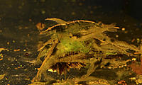     
: heteropoda-02.JPG
: 221
:	578.9 
ID:	674311