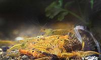     
: orange-tiger-caridina.jpg
: 226
:	77.5 
ID:	674317