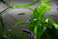     
: Guppy_mix_10.JPG
: 230
:	941.5 
ID:	592506