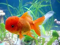     
: oranda_krasnaya-9-B.jpg
: 381
:	94.5 
ID:	447419