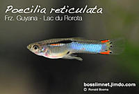 Нажмите на изображение для увеличения
Название: page135-poecilia-reticulata---frz.-guyana---lac-du-rorota2.jpg
Просмотров: 662
Размер:	94.9 Кб
ID:	465227