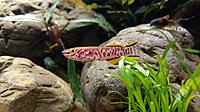     
: Killifish.jpg
: 215
:	285.9 
ID:	634083