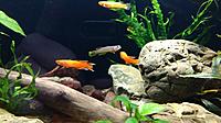     
: Killifish 3.jpg
: 227
:	368.0 
ID:	634084