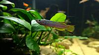     
: Killifish 7.jpg
: 234
:	243.9 
ID:	634085