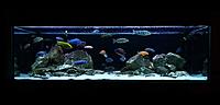     
: Malawi Tank 500L ( ).jpg
: 782
:	250.6 
ID:	644168