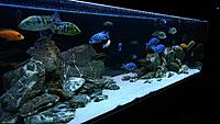     
: Malawi Tank 500L ( ).jpg
: 574
:	458.1 
ID:	644172