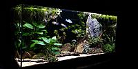     
: Aquarium 100L with Pelvicachromis (left view).jpg
: 690
:	434.3 
ID:	644213