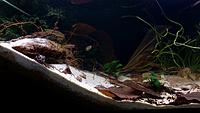     
: Killifish - 1.jpg
: 568
:	402.7 
ID:	647133