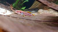     
: Killifish - 3.jpg
: 495
:	297.4 
ID:	647135