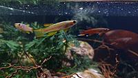     
: Killifish - 4.jpg
: 497
:	361.9 
ID:	647136