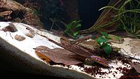     
: Killifish - 5.jpg
: 494
:	504.9 
ID:	647137