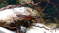     
: Killifish - 6.jpg
: 555
:	499.7 
ID:	647138