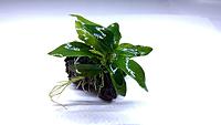     
: Anubias Bonsai Anubias Glabra Variegated (2).jpg
: 164
:	171.2 
ID:	647489