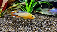     
: Apistogramma Agassizii Fire Red (3).jpg
: 169
:	374.3 
ID:	668745