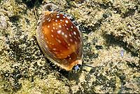     
: Cypraea_vitellus_live.jpg
: 393
:	50.5 
ID:	644002