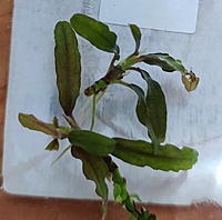     
: Bucephalandra sp Supermini Catherinae Central Borneo.jpg
: 110
:	216.5 
ID:	684443