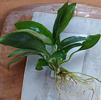     
: Anubias Glabra Variegated.jpg
: 103
:	236.5 
ID:	684444